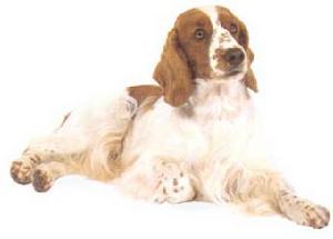 威爾斯激飛獵犬