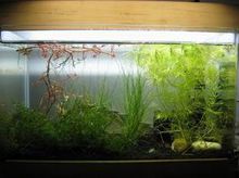 銀屏燈的水族箱