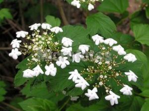 佛頭奇花 佛頭奇花