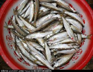 全是浮鮹,來自網路。