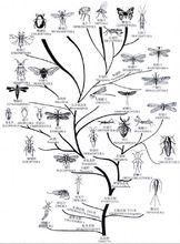 昆蟲綱樹形圖