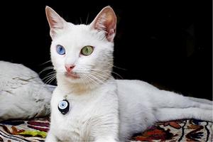 土耳其凡貓 土耳其凡貓