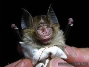 布氏彩步甲 布氏彩步甲