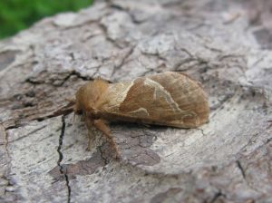 蝙蝠蛾科 蝙蝠蛾科