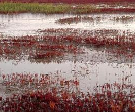 豫北黃河故道沼澤區 豫北黃河故道沼澤區