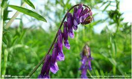 光葉紫花苕子 光葉紫花苕子