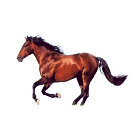 張之萬之馬 張之萬之馬