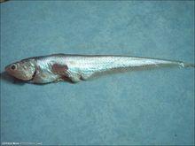 此實物圖為刀鱭，以下也是