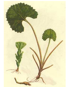 台灣蜂斗菜 台灣蜂斗菜