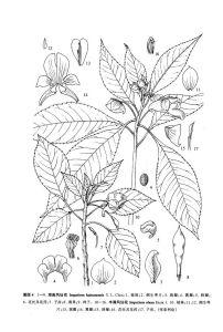 海南鳳仙花 海南鳳仙花