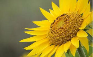 金葵A207 金葵A207