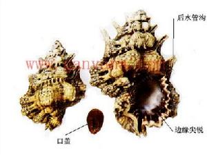 黑口蛙螺 黑口蛙螺