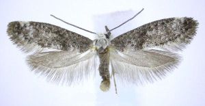 巢蛾總科 巢蛾總科