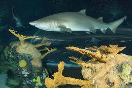 戟齒砂鮫 戟齒砂鮫