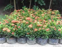 龍船花 觀賞種植