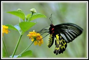 加里曼丹裳鳳蝶 加里曼丹裳鳳蝶