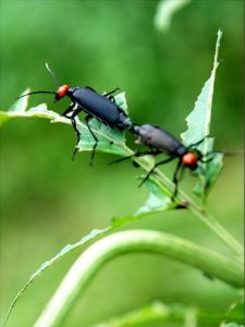 中華豆芫菁 中華豆芫菁