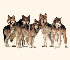 8.11新疆狼群襲人事件 8.11新疆狼群襲人事件