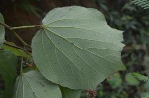 一擔柴屬 一擔柴屬