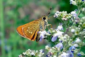 小赭弄蝶 小赭弄蝶