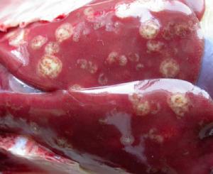 雞鏈球菌病 雞鏈球菌病