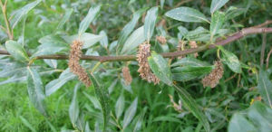 長圓葉柳 長圓葉柳