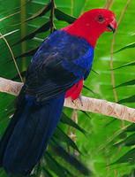 安汶島王鸚鵡哈馬黑拉亞種 安汶島王鸚鵡哈馬黑拉亞種