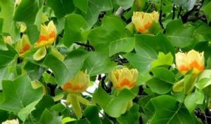 雜色鵝掌楸 雜色鵝掌楸