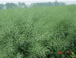 華皖油1號 華皖油1號