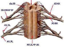 脊髓壓迫症 脊髓壓迫症