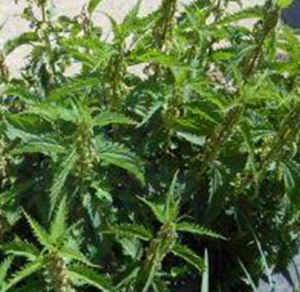 烏蘇里蕁麻 烏蘇里蕁麻