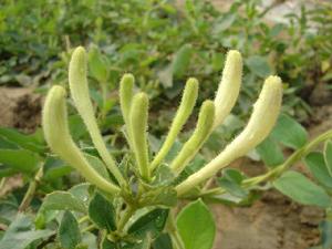 九豐一號金銀花