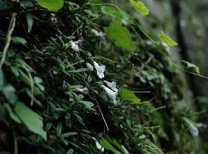 披針吊石苣苔 披針吊石苣苔