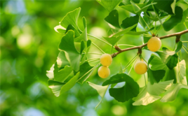 友情:這棵樹上只有一個果子,叫做信任 友情:這棵樹上只有一個果子,叫做信任