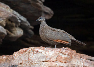 栗翅岩鳩 栗翅岩鳩