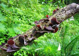 扎蘭屯黑木耳 扎蘭屯黑木耳