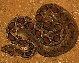 中國十大毒蛇 中國十大毒蛇