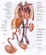 人體解剖