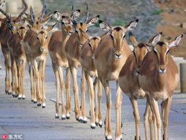 等級秩序 等級秩序