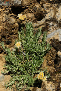 旋葉香青 旋葉香青