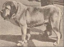 俄羅斯鬥牛犬 俄羅斯鬥牛犬