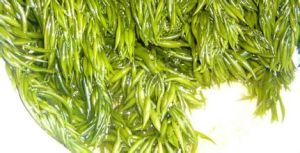 羊棲菜多糖 羊棲菜多糖