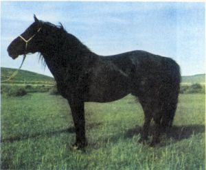 錫林郭勒馬 錫林郭勒馬