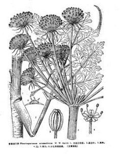 白邊稜子芹 白邊稜子芹