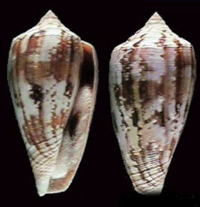 秋牡丹芋螺 秋牡丹芋螺