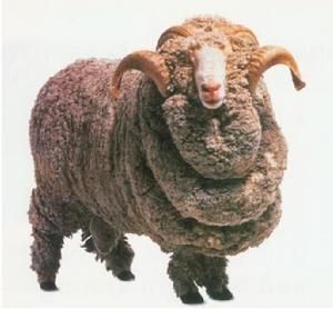 美麗諾羊