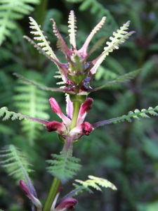 立氏大王馬先蒿