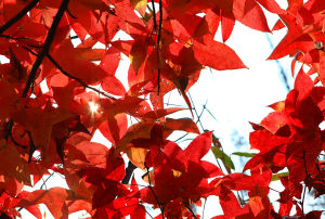永豐生態園 永豐生態園