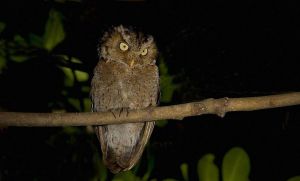 黃嘴角鴞 黃嘴角鴞