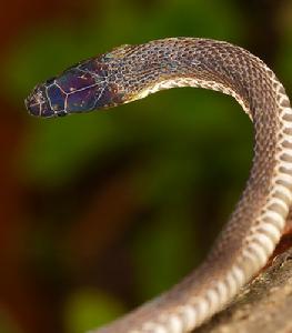 （圖）棕脊蛇